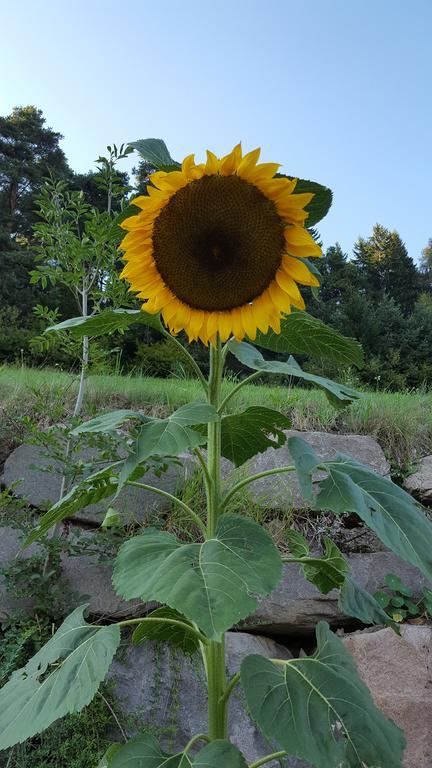 노바레반떼 Kellnerhof 빌라 외부 사진